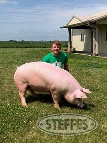 Dylan Stuecker, Competitive Swine,
